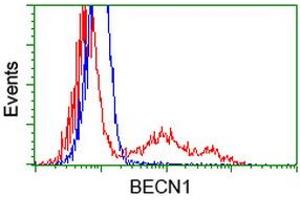 HEK293T cells transfected with either RC201629 overexpress plasmid (Red) or empty vector control plasmid (Blue) were immunostained by anti-BECN1 antibody (ABIN2454376), and then analyzed by flow cytometry. (Beclin 1 Antikörper)