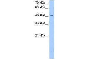 SSB antibody used at 2. (SSB Antikörper)