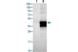 Western blot analysis of Lane 1: Negative control (vector only transfected HEK293T lysate), Lane 2: Over-expression Lysate (Co-expressed with a C-terminal myc-DDK tag (~3. (HARBI1 Antikörper)