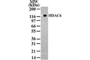 Western blot analysis of HDAC6 in NIH/3T3 cell lysate with HDAC6 polyclonal antibody  . (HDAC6 Antikörper  (AA 1-16))