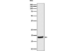 Western blot analysis of eIF1A expression in HeLa cell lysate.