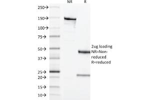 SDS-PAGE Analysis Purified CD68 Mouse Monoclonal Antibody (LAMP4/1830). (CD68 Antikörper  (AA 150-301))