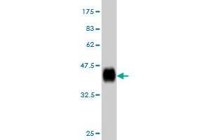 Western Blot detection against Immunogen (36. (RPL36A Antikörper  (AA 7-106))