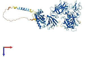 TMPRSS6 Protein (AA 1-811) (His tag)