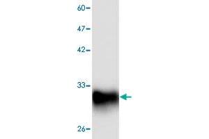 Western blot analysis of HEK293 whole cell lystae with NP monoclonal antibody, clone 11  at 1:1000 dilution. (PNP Antikörper  (AA 68-289))