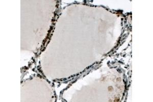ABIN184782 (4µg/ml) staining of paraffin embedded Human Thyroid Gland. (ELF5 Antikörper  (C-Term))
