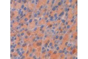 IHC-P analysis of Mouse Tissue, with DAB staining. (Sestrin 2 Antikörper  (AA 41-480))