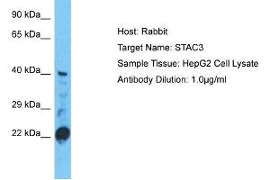 Host: Rabbit Target Name: STAC3 Sample Type: HepG2 Whole Cell lysates Antibody Dilution: 1. (STAC3 Antikörper  (C-Term))