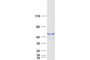 Western Blotting (WB) image for Cytochrome P450, Family 1, Subfamily A, Polypeptide 2 (CYP1A2) protein (Myc-DYKDDDDK Tag) (ABIN2712754)