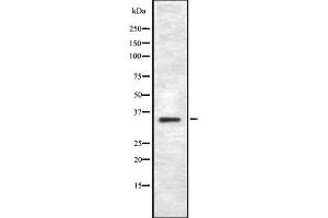 Western blot analysis of TAS2R43 using RAW264. (TAS2R43 Antikörper)