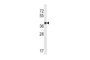 Western blot analysis in NCI-H292 cell line lysates (35ug/lane).
