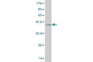 Western Blot detection against Immunogen (36. (HOXA5 Antikörper  (AA 171-270))