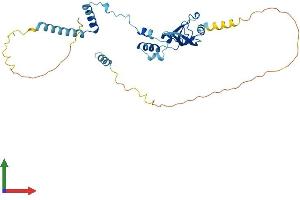 Protein Structure (PS) image for Fragile Site, Folic Acid Type, Rare, Fra(10)(q23.3) Or Fra(10)(q24.2) Candidate 1 (FRA10AC1) (AA 1-315) protein (His tag) (ABIN7558799)