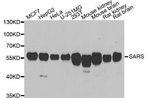 Western blot analysis of extracts of various cell lines, using SARS antibody (ABIN5974071) at 1/1000 dilution. (Seryl-tRNA Synthetase (SARS) Antikörper)