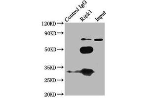 Immunoprecipitating Ripk1 in K562 whole cell lysate Lane 1: Rabbit control IgG (1? (RIPK1 Antikörper  (AA 1-656))