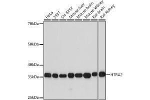 Western blot analysis of extracts of various cell lines, using HTR Rabbit mAb (ABIN7267788) at 1:1000 dilution. (HTRA2 Antikörper)