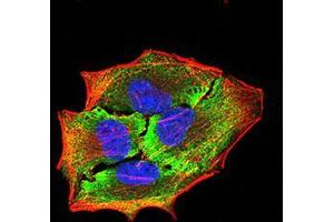 Immunofluorescence analysis of Hela cells using APBA2 mouse mAb (green).