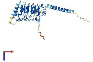 LRRC61 Protein (AA 1-259) (His tag)