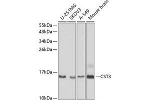 Western blot analysis of extracts of various cell lines using CST3 Polyclonal Antibody at dilution of 1:1000. (CST3 Antikörper)