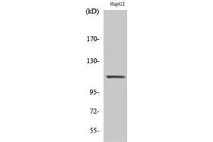 Western Blotting (WB) image for anti-Signal Transducer and Activator of Transcription 2, 113kDa (STAT2) (Tyr1221), (Tyr1222) antibody (ABIN3187080) (STAT2 Antikörper  (Tyr1221, Tyr1222))
