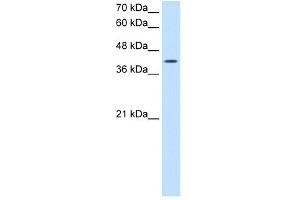 ACTR2 antibody used at 2.