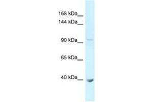 Image no. 1 for anti-Protocadherin alpha 11 (PCDHA11) (AA 171-220) antibody (ABIN6747981) (PCDHA11 Antikörper  (AA 171-220))
