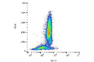 Surface staining of human peripheral blood cells with anti-CD95 (LT95) FITC. (FAS Antikörper  (FITC))