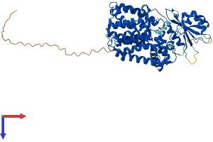 PIGB Protein (AA 1-542) (His tag)
