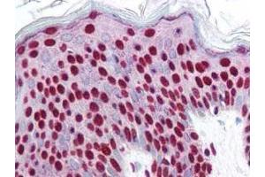 affinity purified anti-Smad3 pS423 pS425 antibody was used at 2. (SMAD3 Antikörper  (pSer423, pSer425))