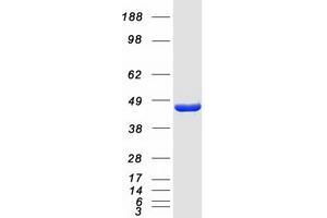 Western Blotting (WB) image for Eukaryotic Translation Initiation Factor 4A2 (EIF4A2) protein (Myc-DYKDDDDK Tag) (ABIN2720086)