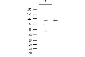 Western blot analysis of lysates from Mouse brain, using APP Mouse Monoclonal Antibody at 1/1000 dilution.