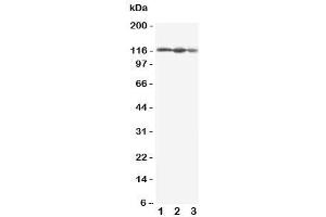 Western blot testing of EIF3B antbody (EIF3B Antikörper  (C-Term))