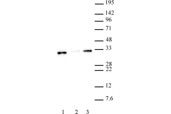 Histone H1 anticorps  (N-Term)