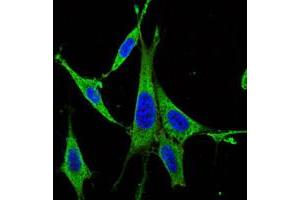 Immunofluorescence analysis of NIH/3T3 cells using MAPK3 monoclonal antibody, clone 1E5  (green).