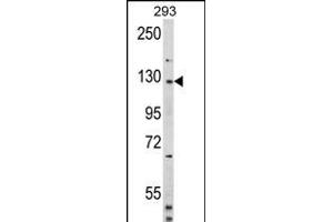 Western blot analysis of DM2 (Human N-term) (ABIN391860 and ABIN2841691) in 293 cell line lysates (35 μg/lane). (DAAM2 Antikörper  (N-Term))