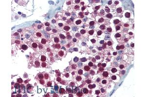 ABIN263146 (5µg/ml) staining of paraffin embedded Human Testis.