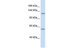 Western Blotting (WB) image for anti-PHD Finger Protein 12 (PHF12) antibody (ABIN2459410) (PHF12 Antikörper)