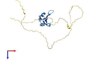 RBM38 Protein (AA 1-239) (His tag)