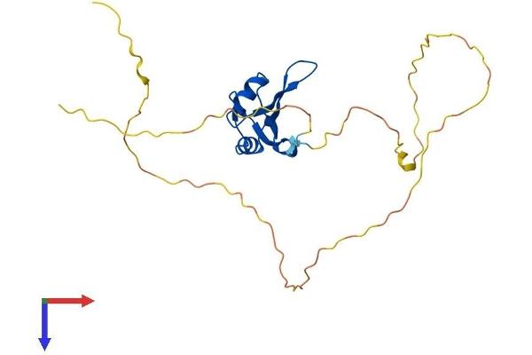 RBM38 Protein (AA 1-239) (His tag)