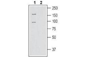 Western blot analysis of human SH-SY5Y neuroblastoma cell line lysate: - 1. (SLC6A15 Antikörper  (C-Term, Intracellular))