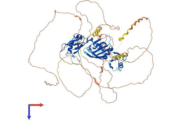 CPEB3 Protein (AA 1-698) (His tag)