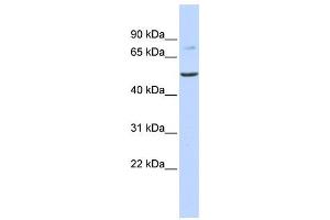 Western Blotting (WB) image for anti-Bile Acid CoA: Amino Acid N-Acyltransferase (Glycine N-Choloyltransferase) (BAAT) antibody (ABIN2458950)