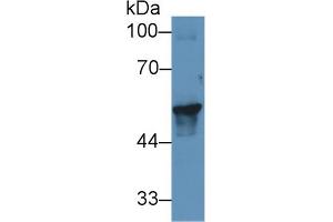 Western Blot; Sample: Porcine Skin lysate; Primary Ab: 1µg/ml Rabbit Anti-Human KRT17 Antibody Second Ab: 0.