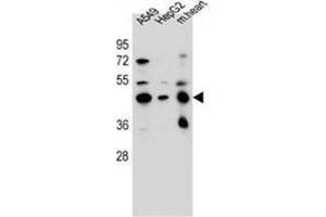 Western blot analysis of LRRC28 Antibody (C-term) in A549, HepG2 cell line and mouse heart tissue lysates (35ug/lane). (LRRC28 Antikörper  (C-Term))