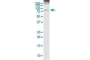ALOX5 MaxPab rabbit polyclonal antibody.