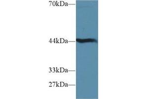 Western blot analysis of Mouse Liver lysate, using Mouse HAO1 Antibody (1 µg/ml) and HRP-conjugated Goat Anti-Rabbit antibody ( (HAO1 Antikörper  (AA 113-369))