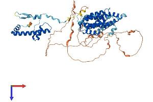 TAF6L Protein (AA 1-616) (His tag)