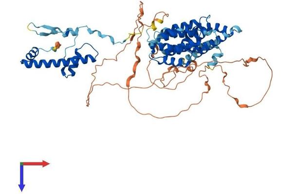 TAF6L Protein (AA 1-616) (His tag)