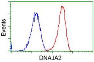 Image no. 5 for anti-DnaJ (Hsp40) Homolog, Subfamily A, Member 2 (DNAJA2) antibody (ABIN1497861) (DNAJA2 Antikörper)
