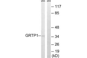 Western blot analysis of extracts from 293 cells, using GRTP1 antibody. (GRTP1 Antikörper  (Internal Region))